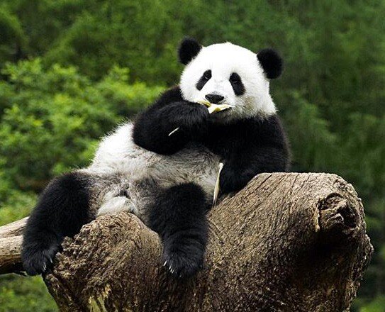 Панда: особенности, обитания и поведения этих удивительных животных