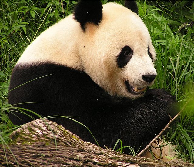 Поведение панд в дикой природе